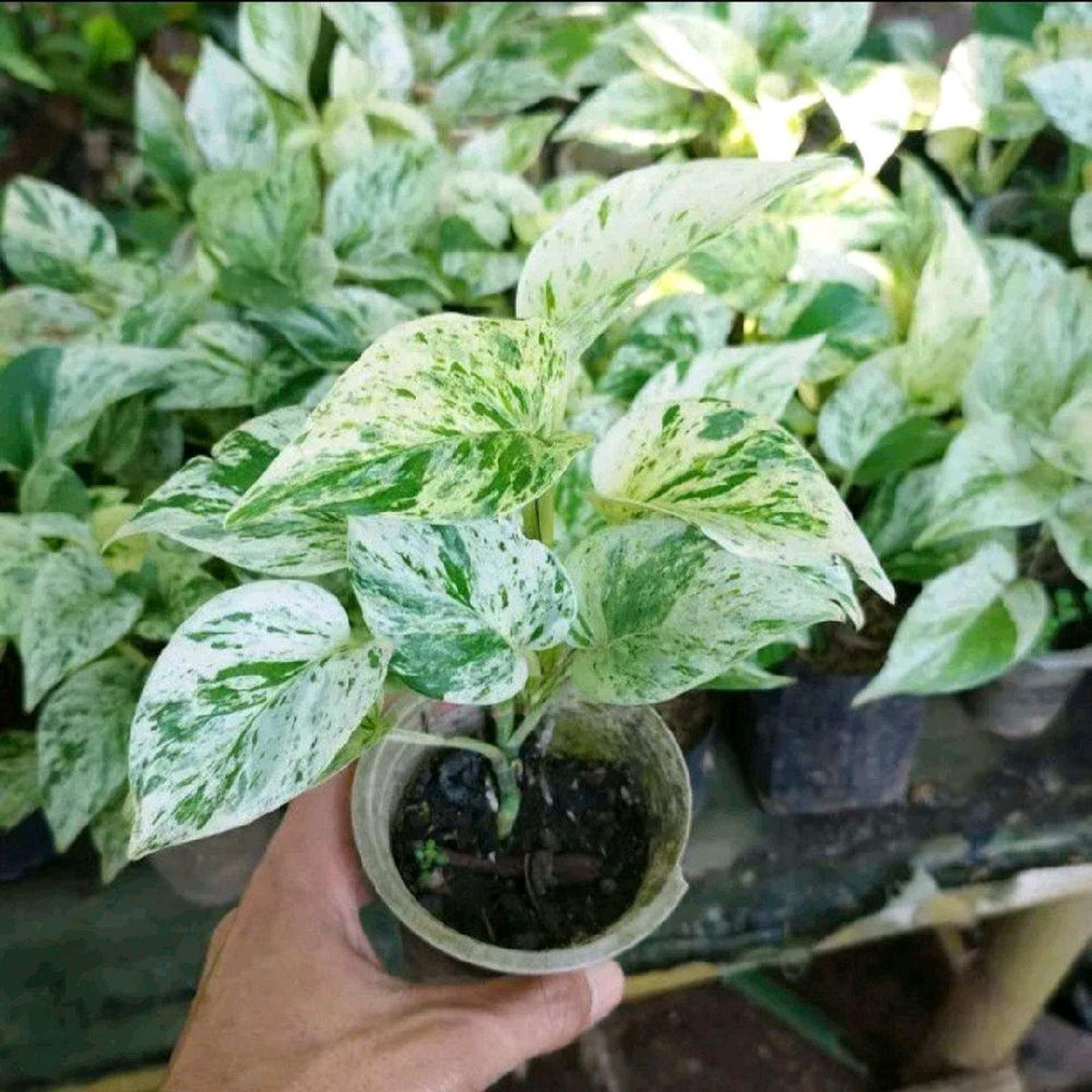 Tanaman Sri Gading