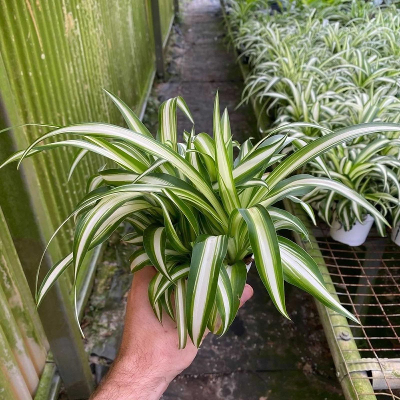 splider plants