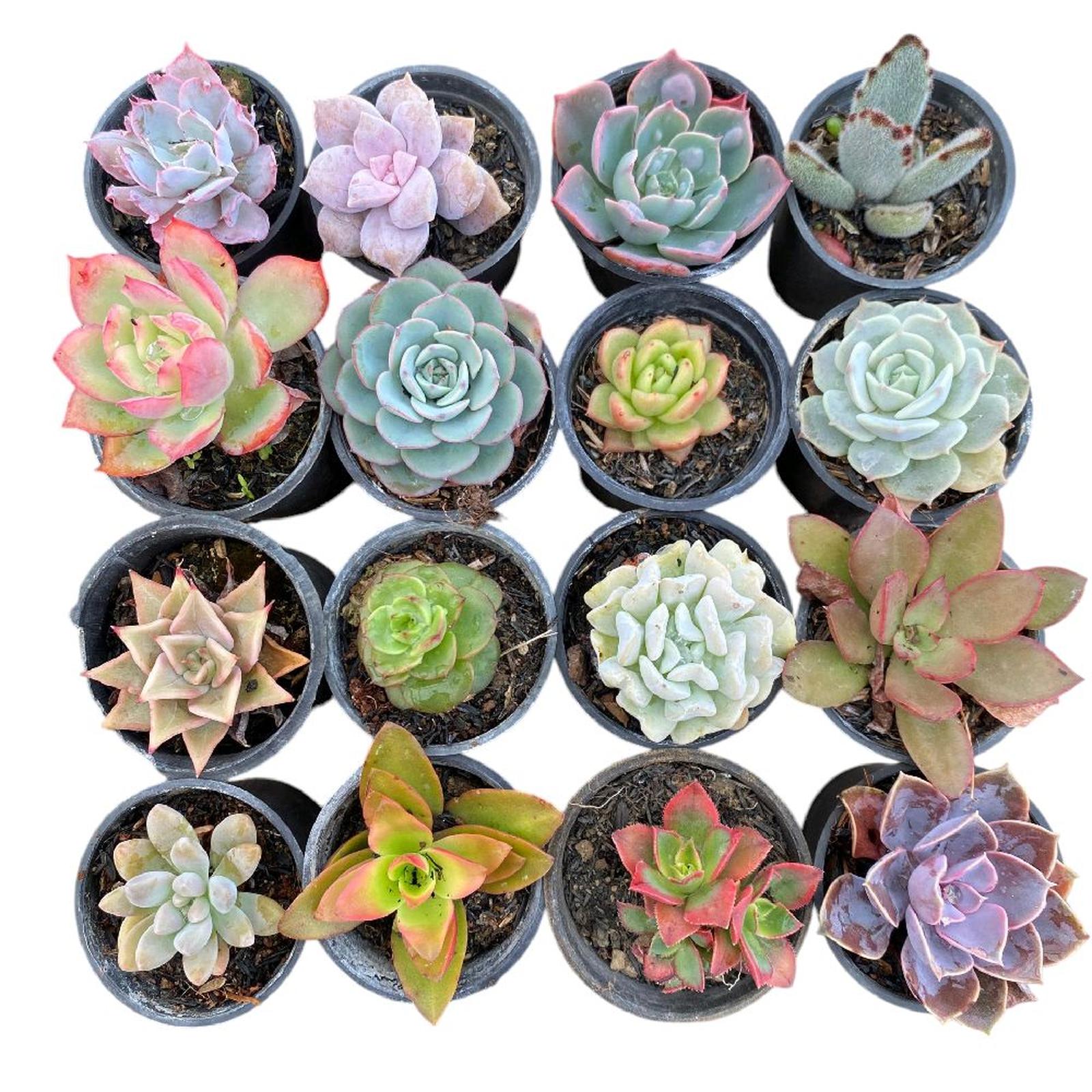 Succulent Mini
