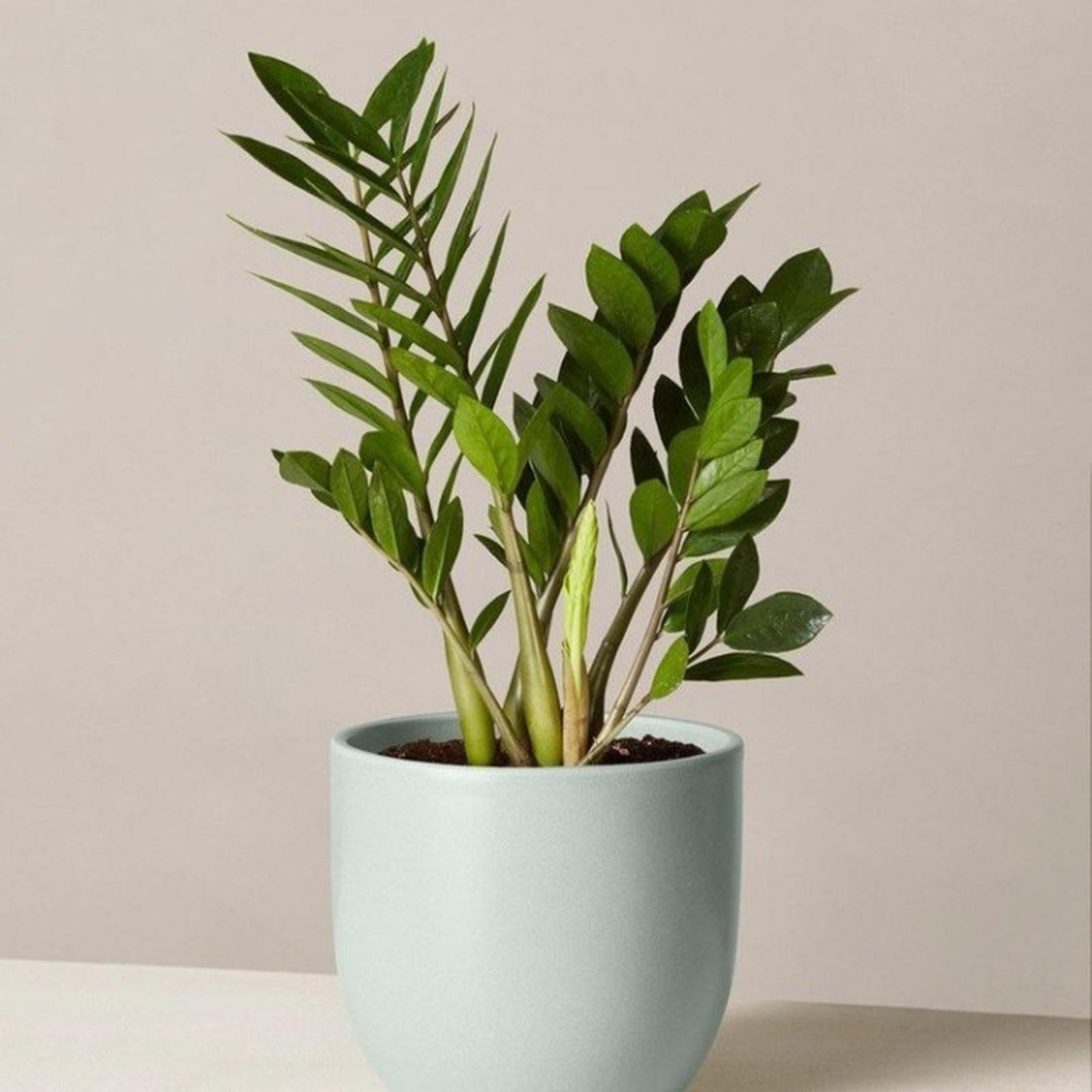 ZZ Plant