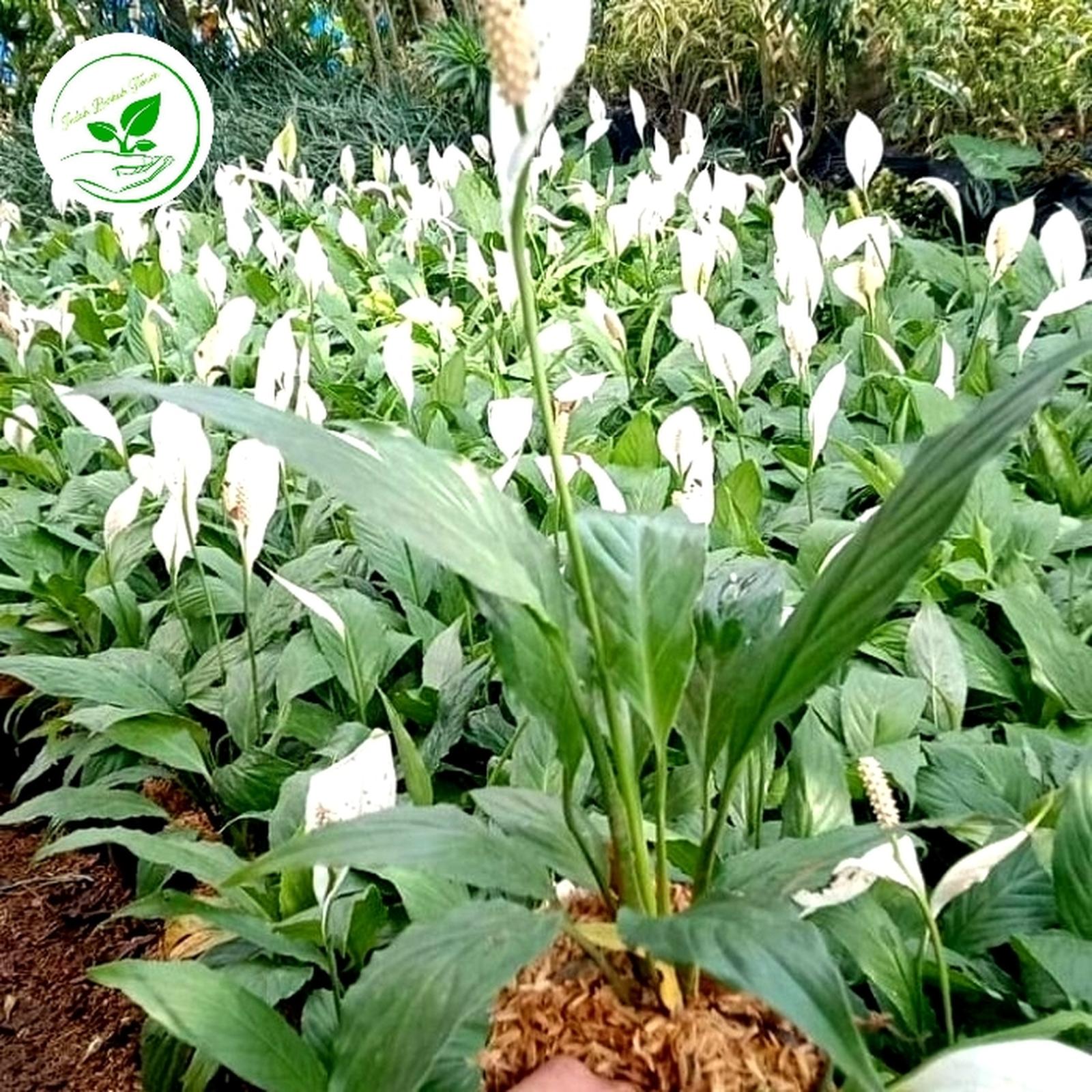 Peace Lily