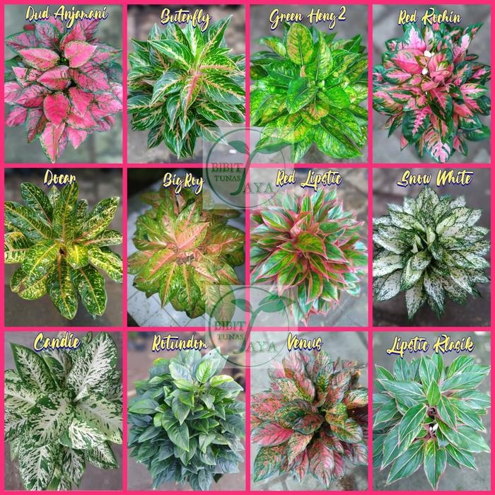 Tanaman Hias Aglaonema