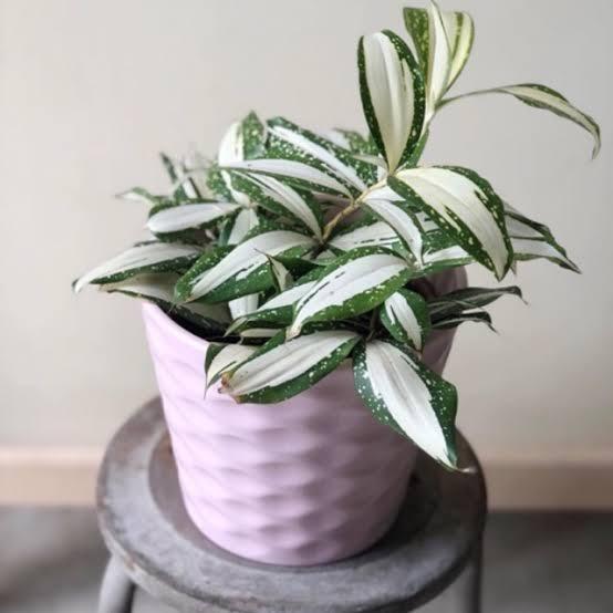 Dracena Milky