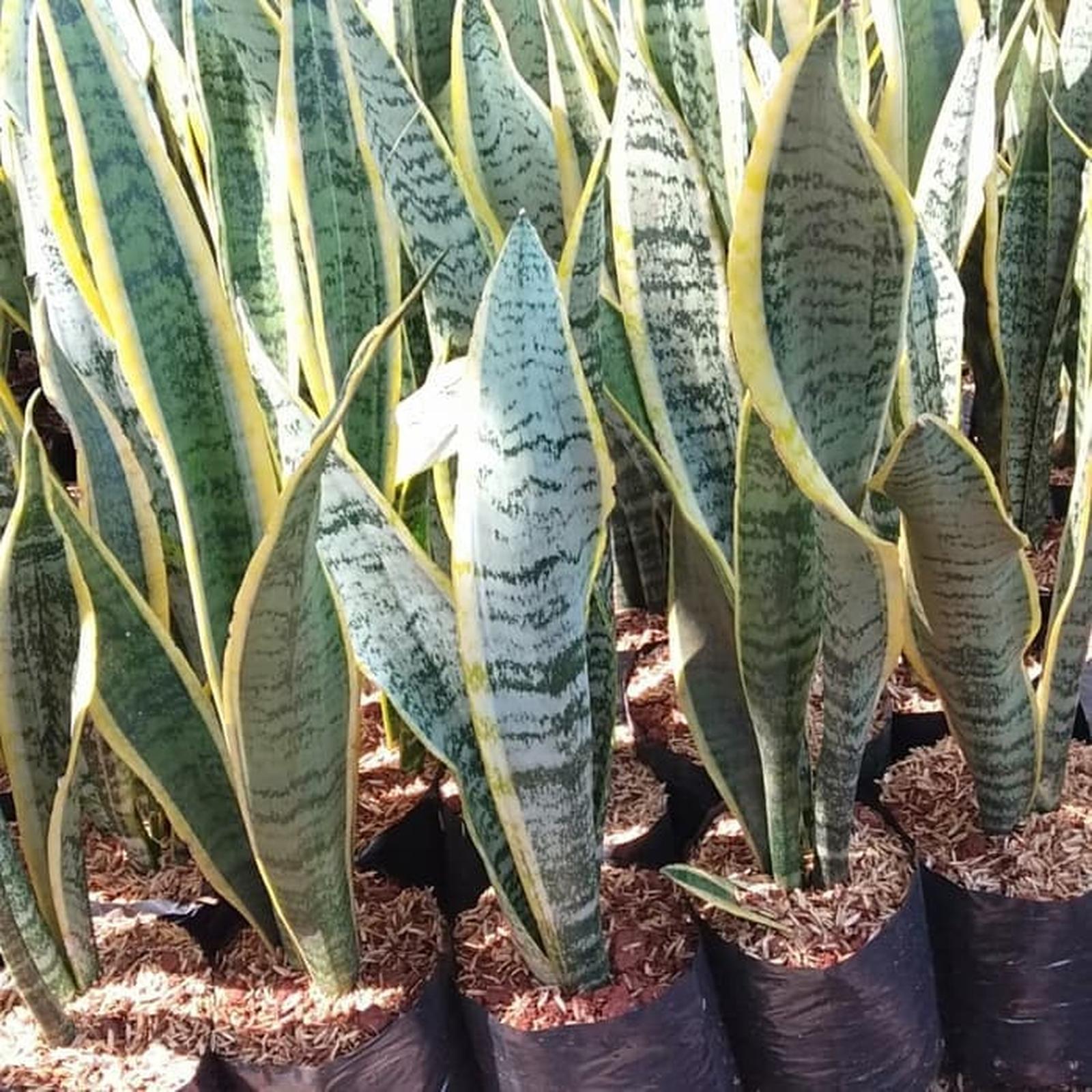 Tanaman Lidah Mertua