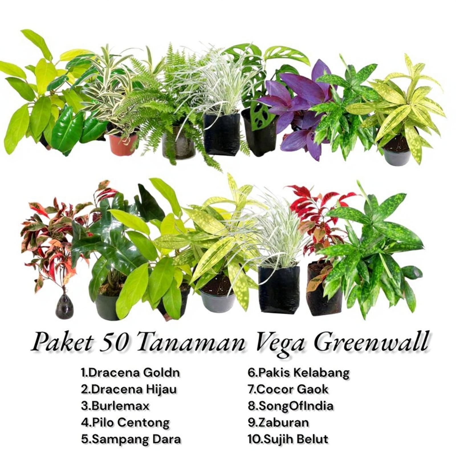 Tanaman terbaik untuk vertical garden di Indonesia