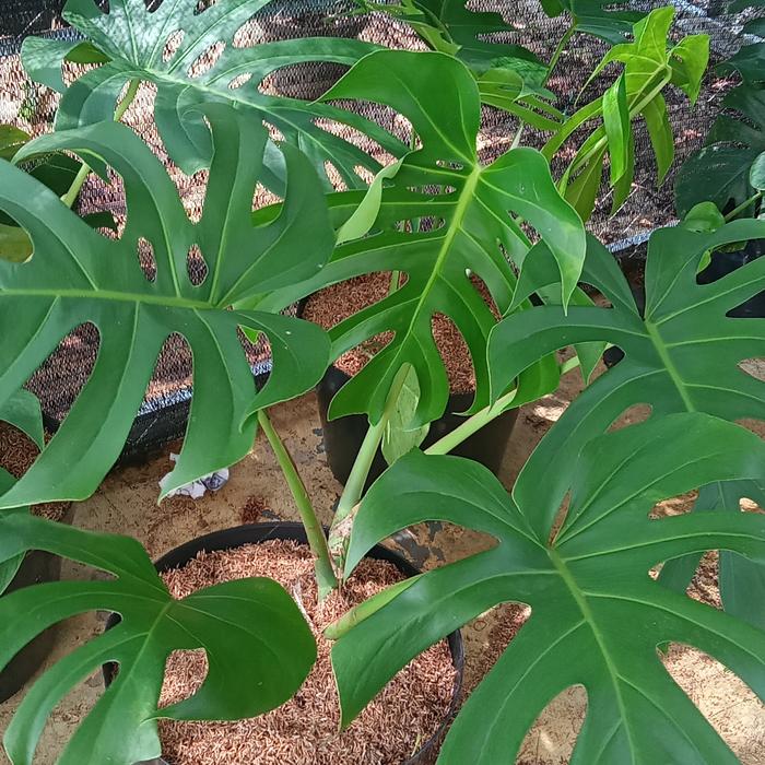Monstera Deliciosa