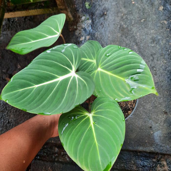 Philodendron Gloriosum