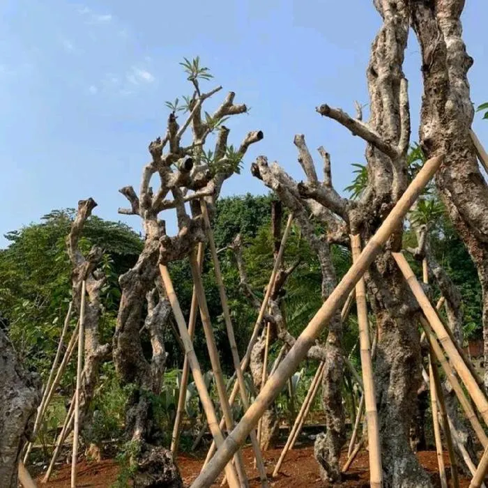 Jual Kamboja Fosil Terbaik Harga Murah
