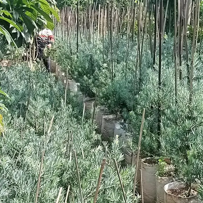Jual Lohansung Ice Blue | Tanaman Hias Landscape Premium | Benih Muda