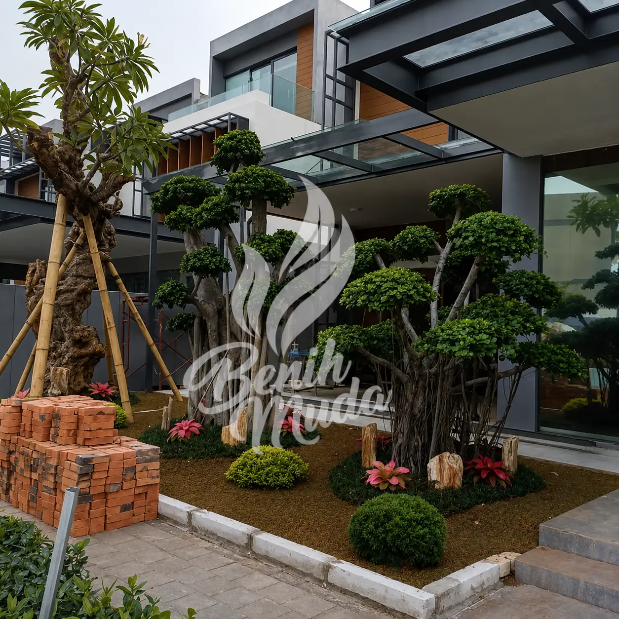 Jual Pohon Kamboja Fosil
