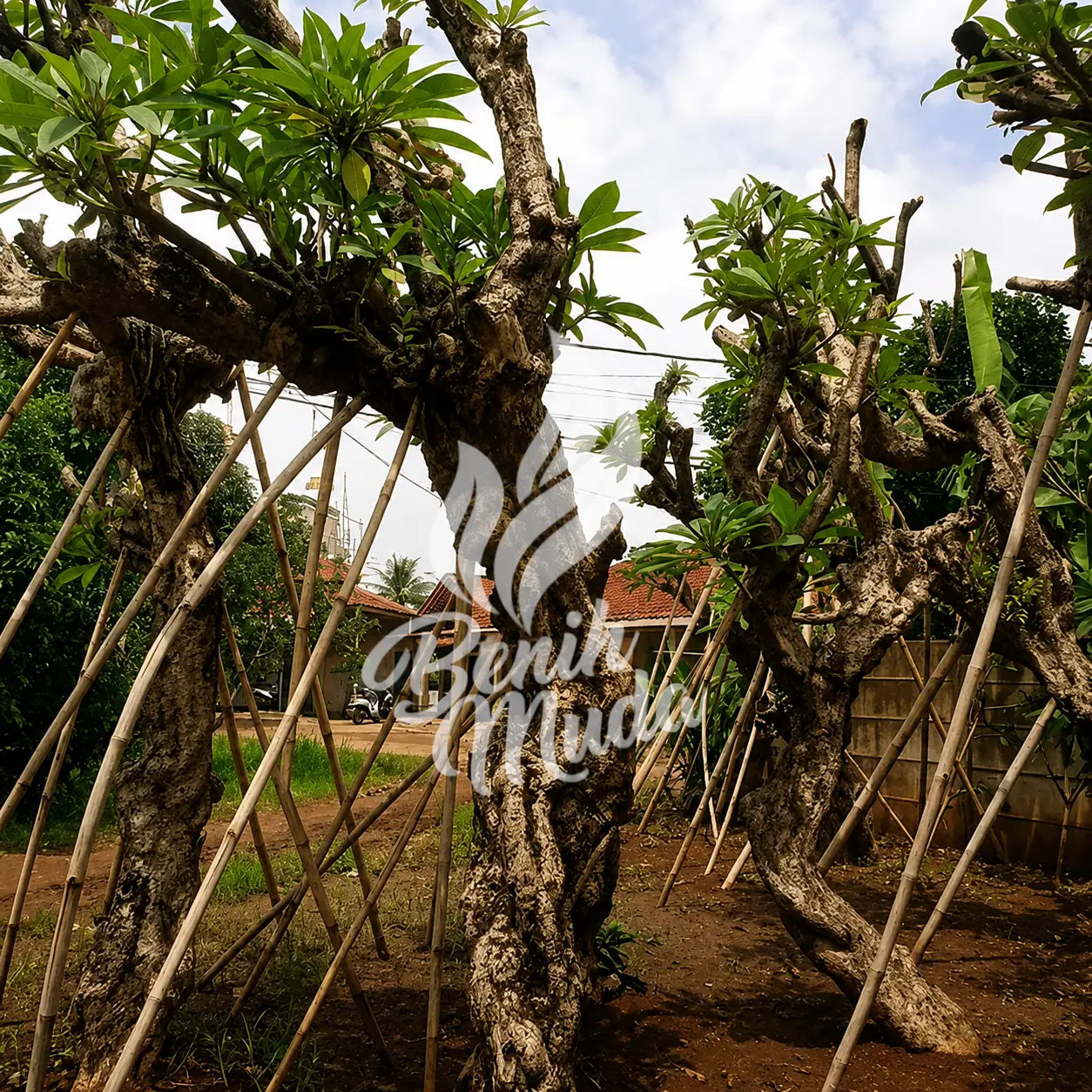 Jual Pohon Kamboja Fosil
