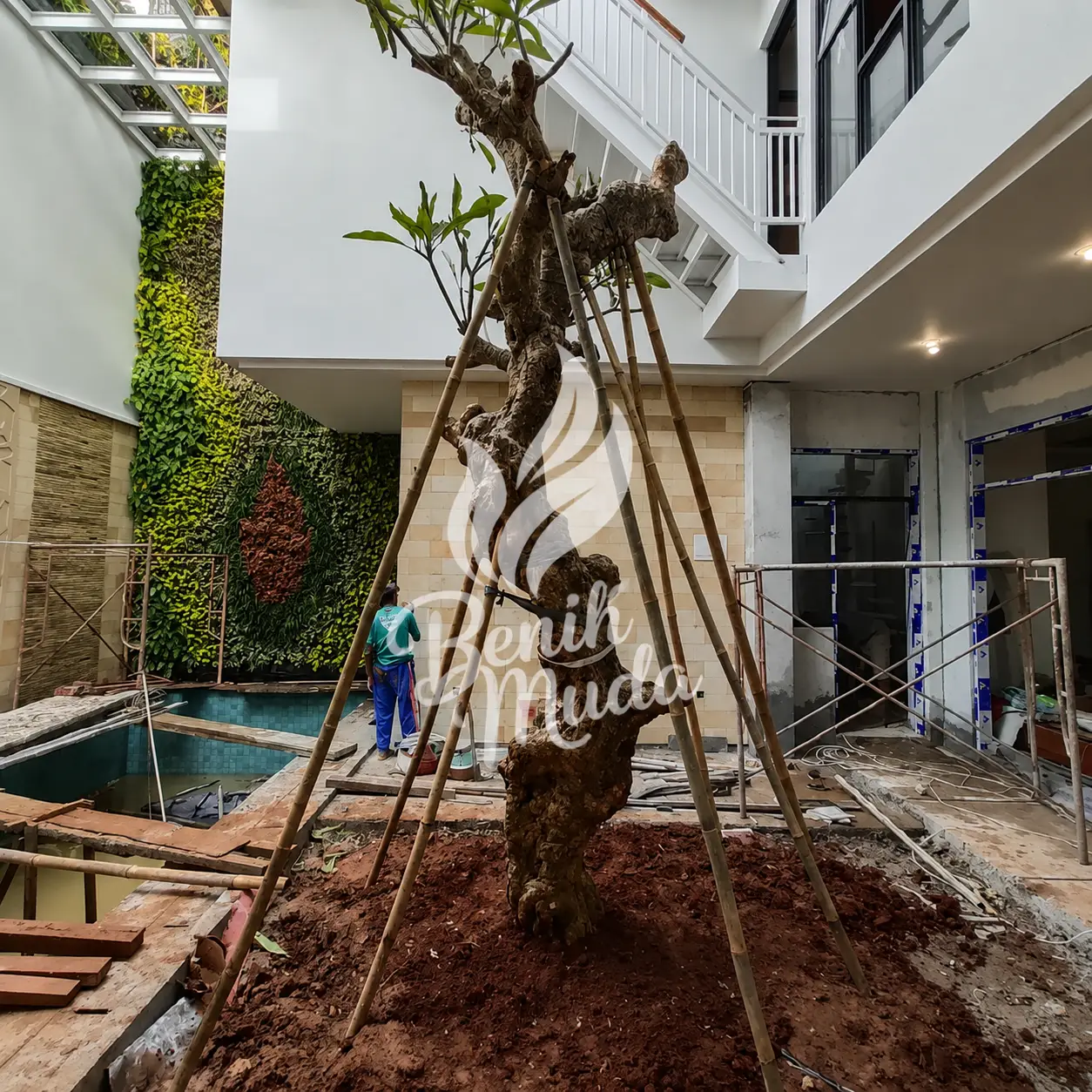 Jual Pohon Kamboja Fosil
