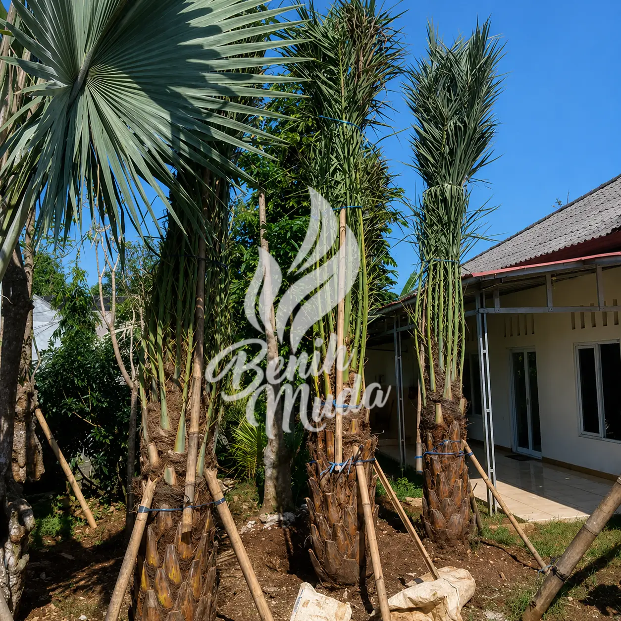 Jual Pohon Kurma Sudah Termasuk Tanam