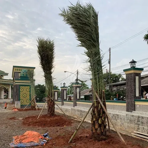 Jual Pohon Kurma Sudah Termasuk Tanam