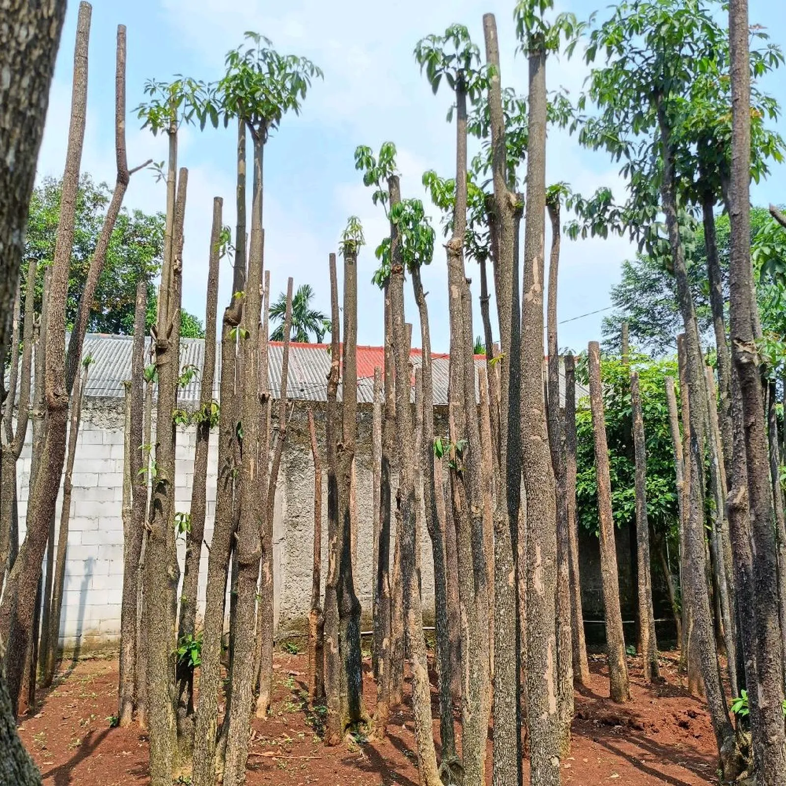 Jual Pohon Pule Eksotis Tinggi 4-7 Meter Berkualitas | BenihMuda