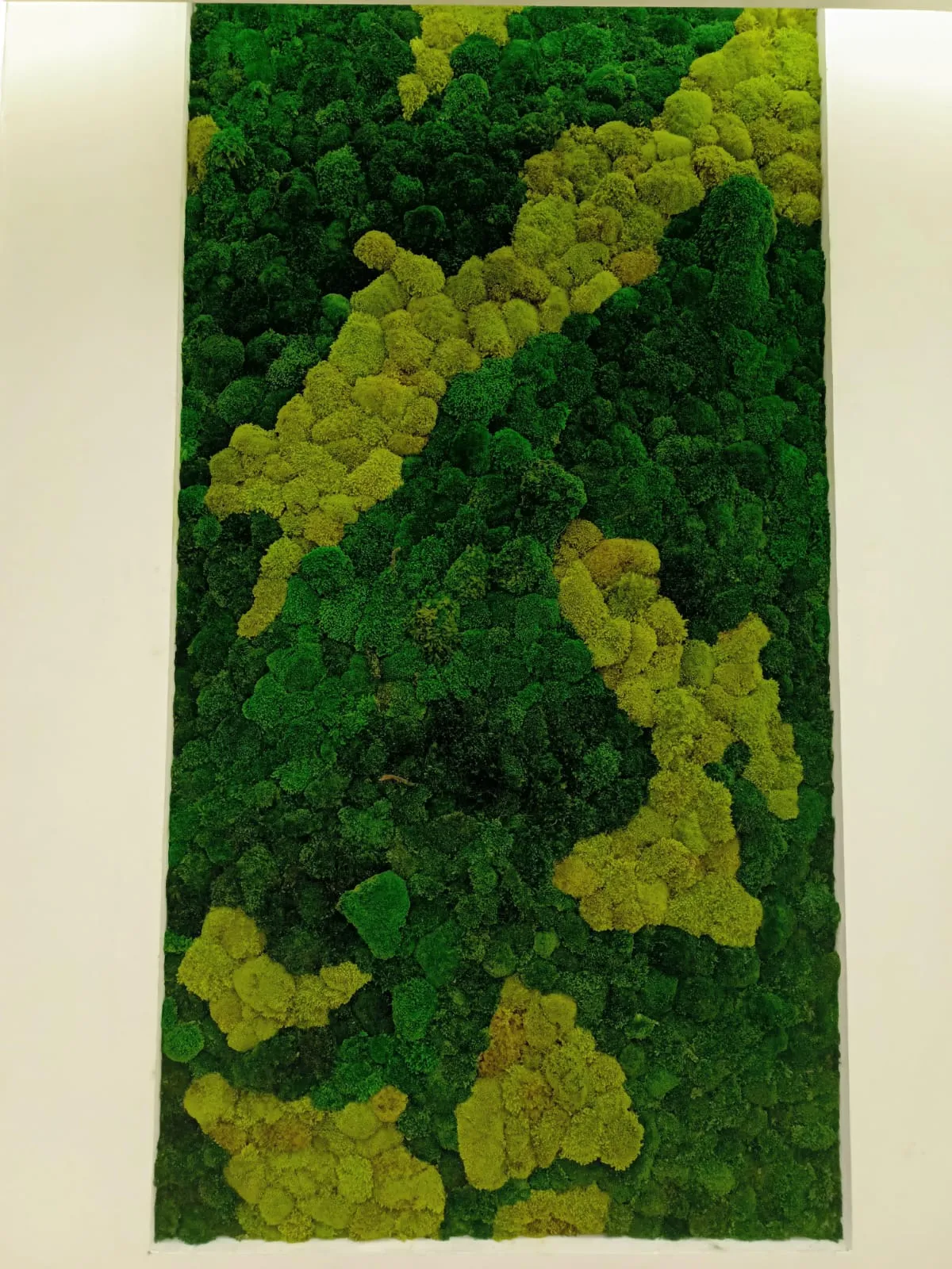 preserved moss