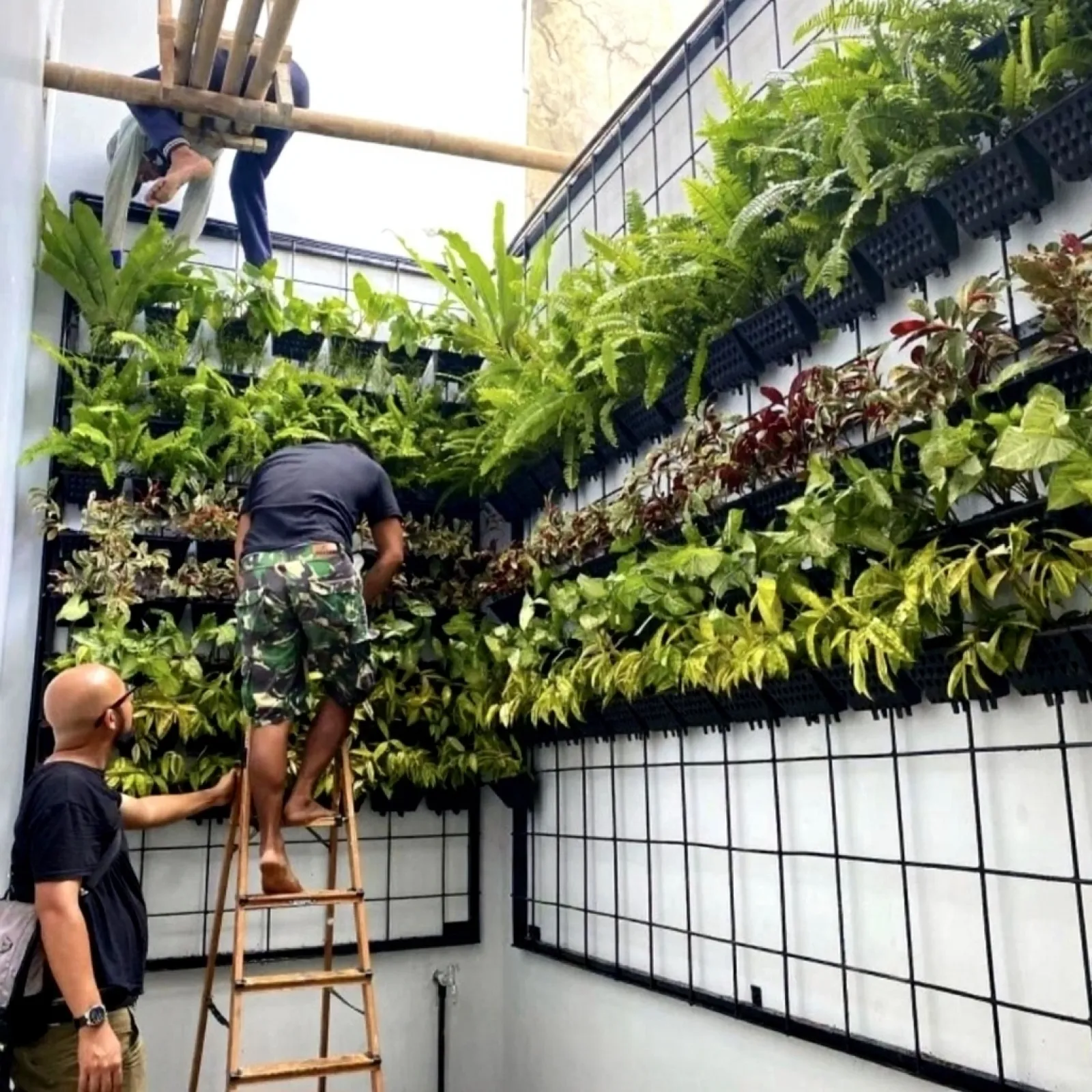 Vertical Garden Tanaman Hidup